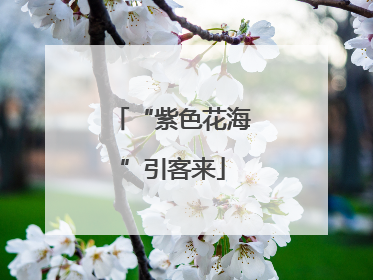 “紫色花海”引客来