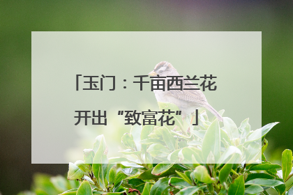玉门：千亩西兰花开出“致富花”
