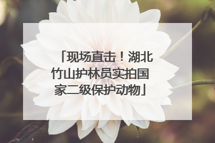 现场直击！湖北竹山护林员实拍国家二级保护动物