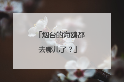 烟台的海鸥都去哪儿了？