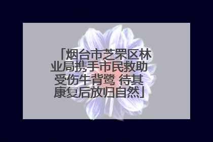 烟台市芝罘区林业局携手市民救助受伤牛背鹭 待其康复后放归自然