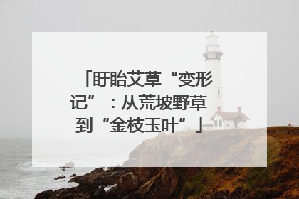 盱眙艾草“变形记”：从荒坡野草到“金枝玉叶”