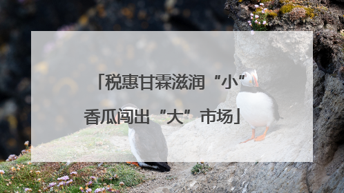 税惠甘霖滋润“小”香瓜闯出“大”市场