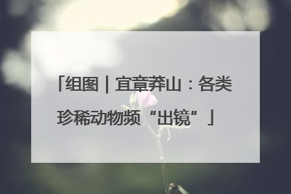 组图｜宜章莽山：各类珍稀动物频“出镜”