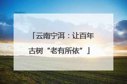 云南宁洱：让百年古树“老有所依”