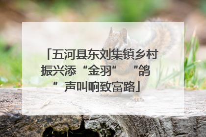 五河县东刘集镇乡村振兴添“金羽” “鸽”声叫响致富路
