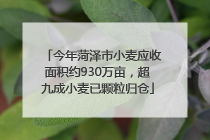 今年菏泽市小麦应收面积约930万亩，超九成小麦已颗粒归仓