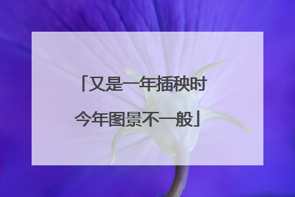 又是一年插秧时 今年图景不一般