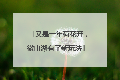又是一年荷花开，微山湖有了新玩法