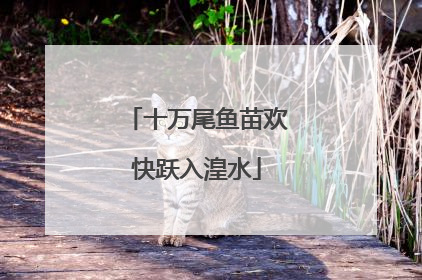 十万尾鱼苗欢快跃入湟水