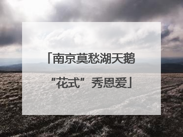 南京莫愁湖天鹅“花式”秀恩爱