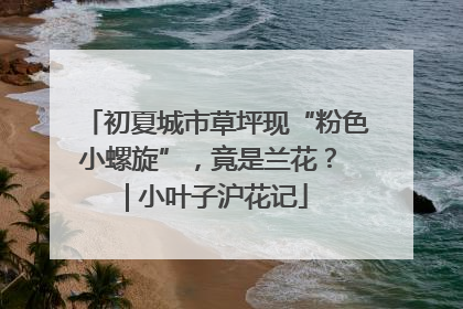 初夏城市草坪现“粉色小螺旋”，竟是兰花？ | 小叶子沪花记