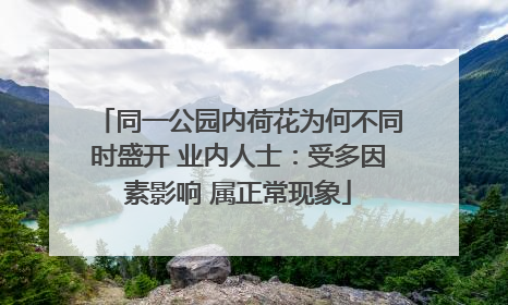 同一公园内荷花为何不同时盛开 业内人士：受多因素影响 属正常现象
