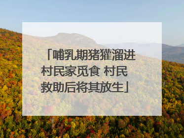 哺乳期猪獾溜进村民家觅食 村民救助后将其放生