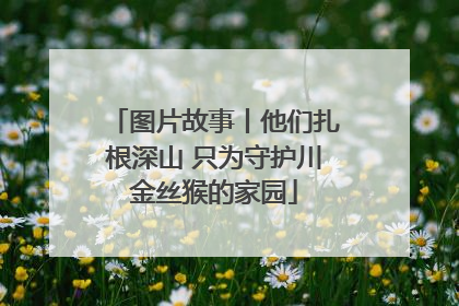 图片故事丨他们扎根深山 只为守护川金丝猴的家园