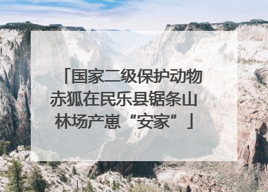 国家二级保护动物赤狐在民乐县锯条山林场产崽“安家”