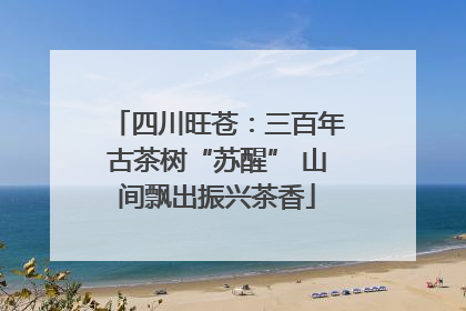 四川旺苍：三百年古茶树“苏醒” 山间飘出振兴茶香
