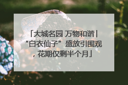 大城名园 万物和谐│“白衣仙子”盛放引围观，花期仅剩半个月