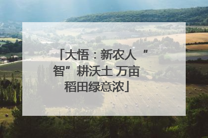 大悟：新农人“智”耕沃土 万亩稻田绿意浓
