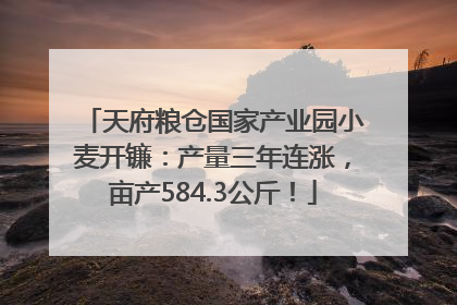 天府粮仓国家产业园小麦开镰：产量三年连涨，亩产584.3公斤！