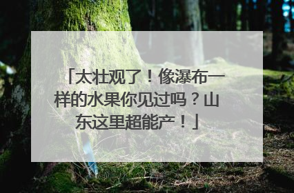 太壮观了！像瀑布一样的水果你见过吗？山东这里超能产！