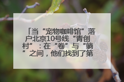 当“宠物咖啡馆”落户北京10号线“青创村”：在“卷”与“躺”之间，他们找到了第三种生活公式