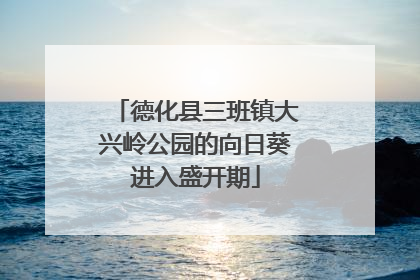德化县三班镇大兴岭公园的向日葵进入盛开期