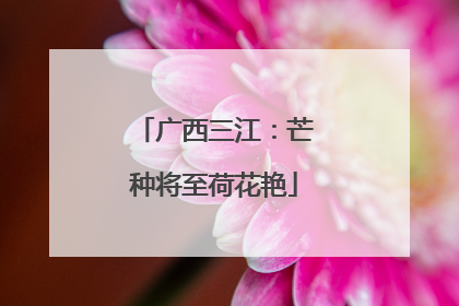 广西三江：芒种将至荷花艳