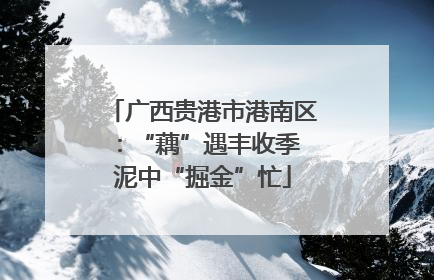 广西贵港市港南区：“藕”遇丰收季 泥中“掘金”忙