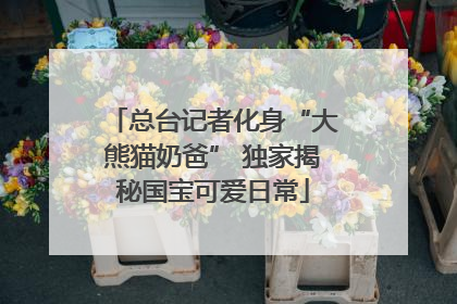 总台记者化身“大熊猫奶爸” 独家揭秘国宝可爱日常