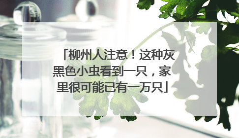 柳州人注意！这种灰黑色小虫看到一只，家里很可能已有一万只