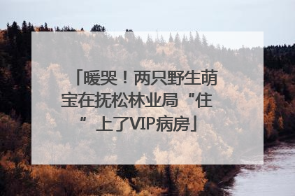 暖哭！两只野生萌宝在抚松林业局“住”上了VIP病房