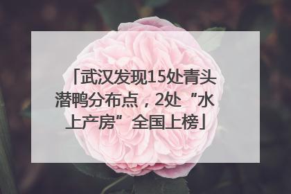 武汉发现15处青头潜鸭分布点，2处“水上产房”全国上榜