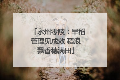 永州零陵：早稻管理见成效 稻浪飘香穗满田
