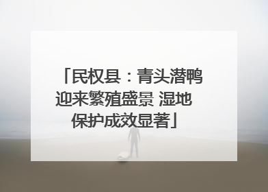 民权县：青头潜鸭迎来繁殖盛景 湿地保护成效显著