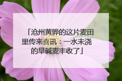 沧州黄骅的这片麦田里传来喜讯：一水未浇的旱碱麦丰收了
