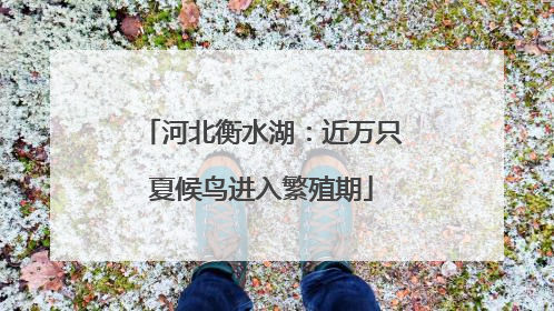 河北衡水湖：近万只夏候鸟进入繁殖期