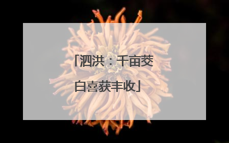 泗洪：千亩茭白喜获丰收