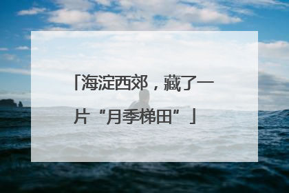 海淀西郊，藏了一片“月季梯田”