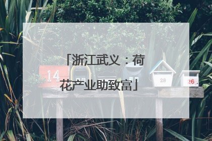 浙江武义：荷花产业助致富