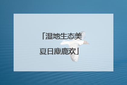 湿地生态美 夏日麋鹿欢