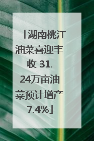 湖南桃江油菜喜迎丰收 31.24万亩油菜预计增产7.4%