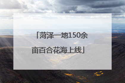 菏泽一地150余亩百合花海上线