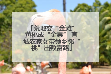 荒地变“金滩” 黄桃成“金果” 宜城农家女带领乡邻“桃”出致富路