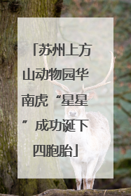 苏州上方山动物园华南虎“星星”成功诞下四胞胎