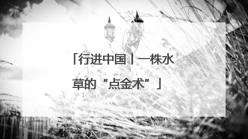 行进中国丨一株水草的“点金术”