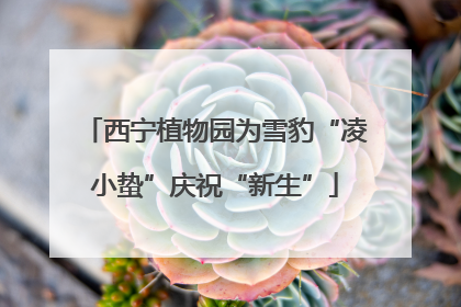 西宁植物园为雪豹“凌小蛰”庆祝“新生”