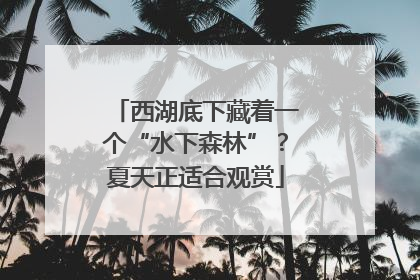 西湖底下藏着一个“水下森林”？夏天正适合观赏