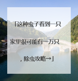 这种虫子看到一只家里很可能有一万只，除虫攻略→