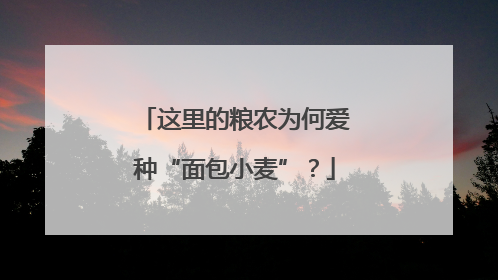 这里的粮农为何爱种“面包小麦”？
